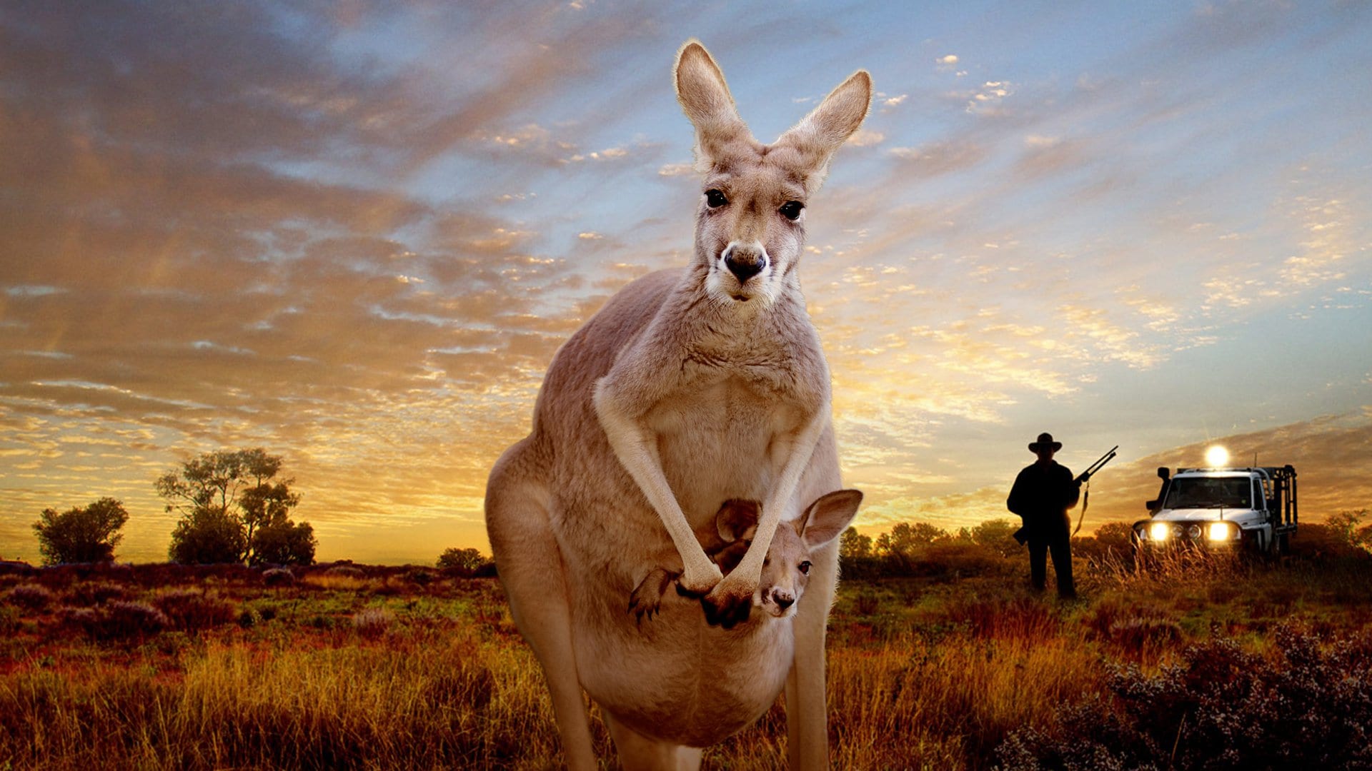 Kangaroo A Love Hate Story Regarder Films