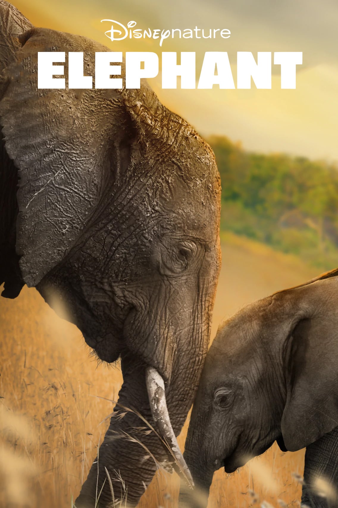 Elephant HD FR - Regarder Films